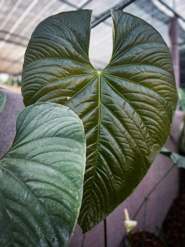 Anthurium Longistrorsum