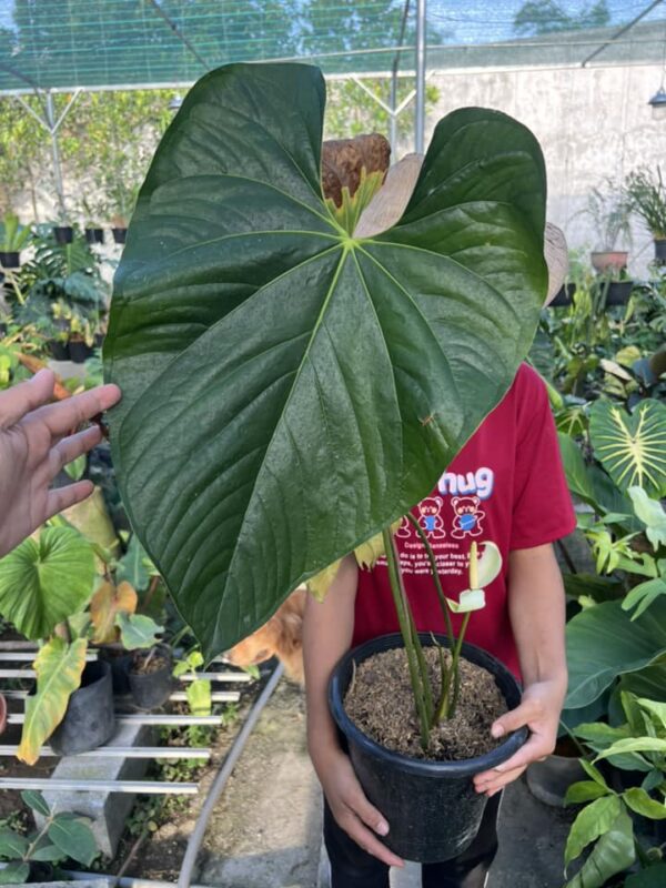 Anthurium Longistrorsum