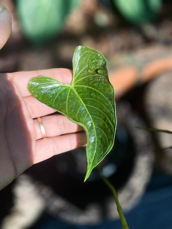 Anthurium Longistrorsum