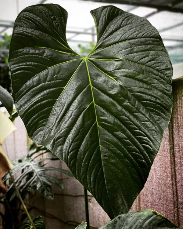 Anthurium Longistrorsum