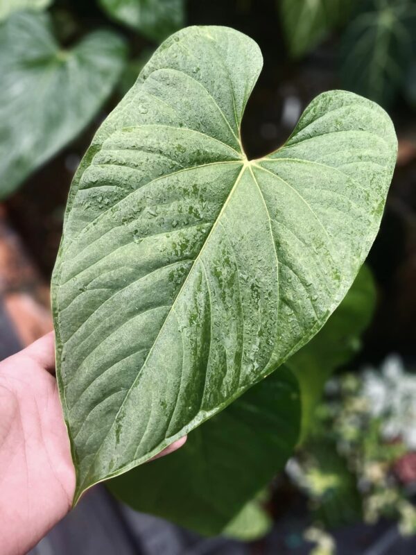 Anthurium Longistrorsum