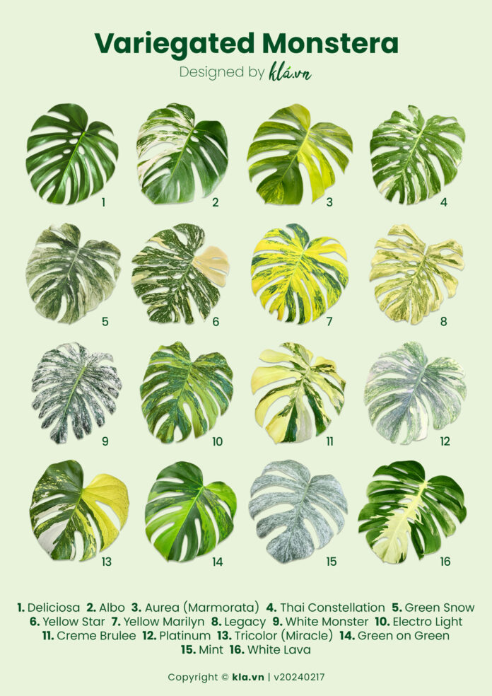Nhận biết 16 cây Monstera đột biến khác nhau