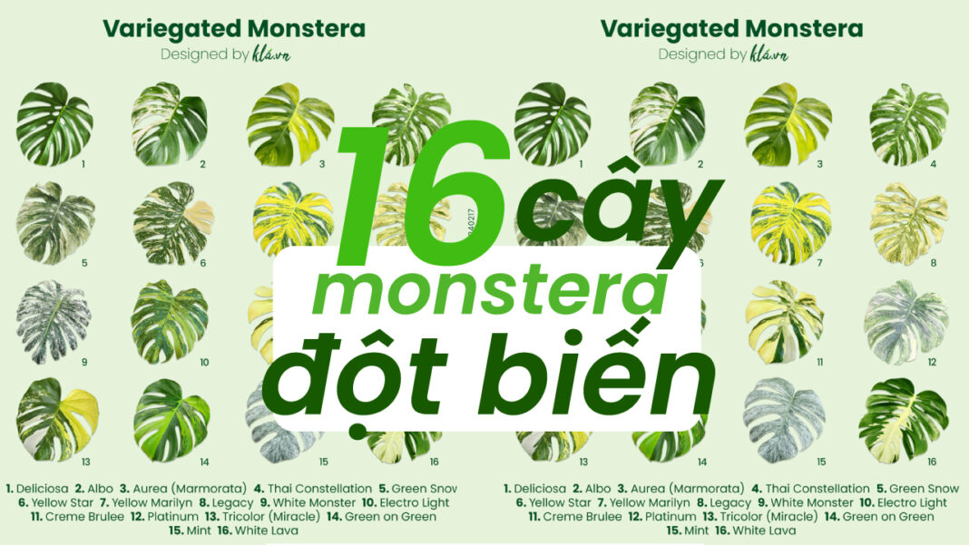 16-cây-monstera-đột-biến