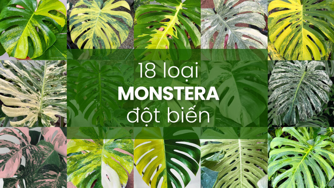 monstera deliciosa đột biến