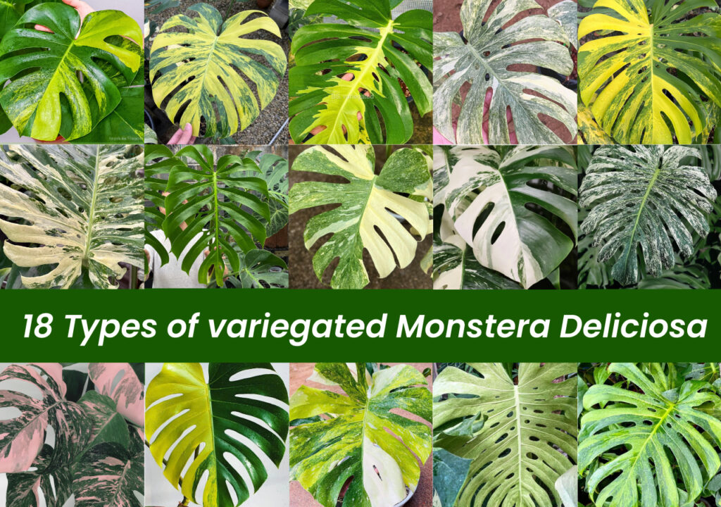 18 types of variegated Monstera deliciosa