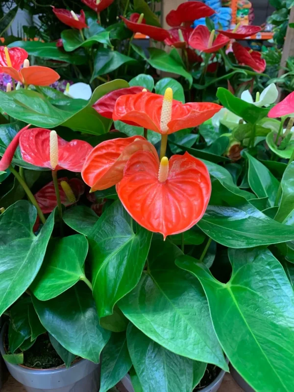 Anthurium andraeanum