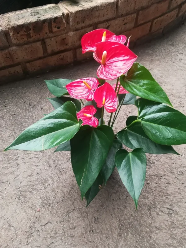 Anthurium andraeanum