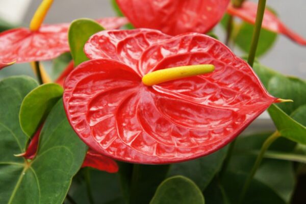 Anthurium andraeanum