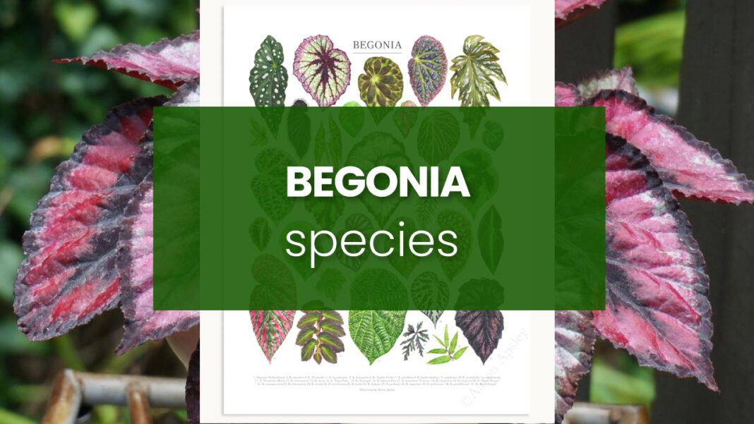 Begonia-species