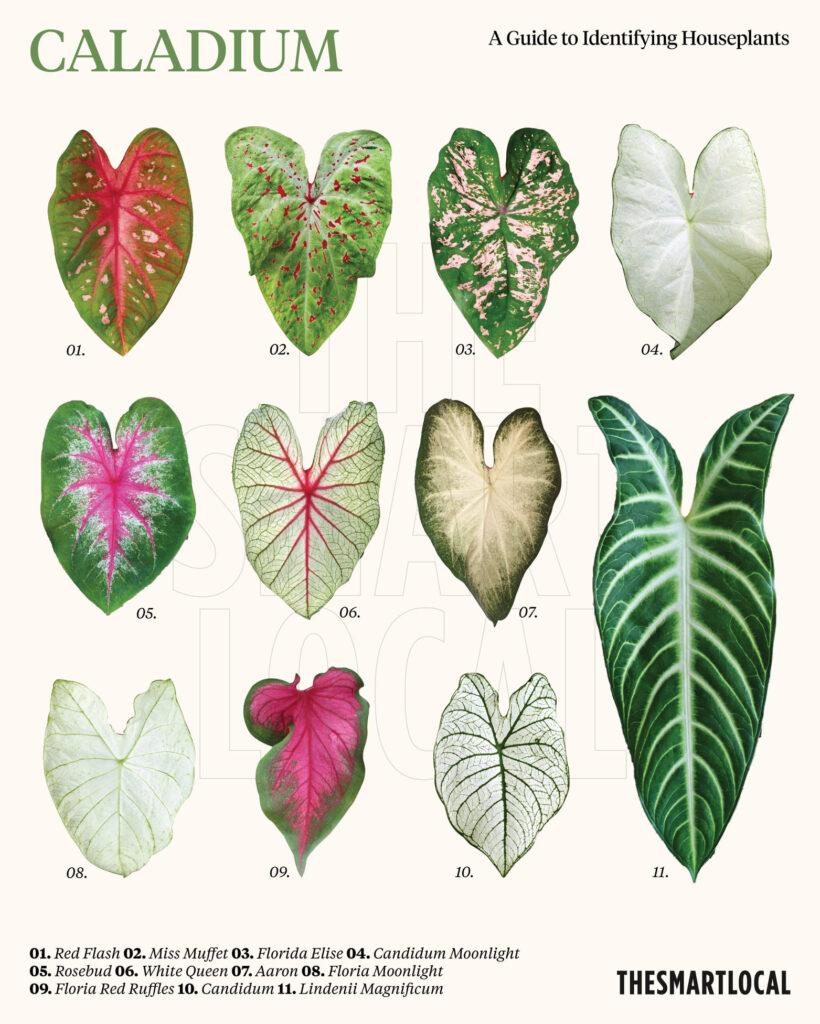 Caladium species