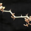 Decarya Madagascariensis