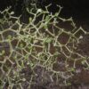 Decarya Madagascariensis