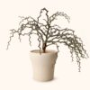 Decarya Madagascariensis