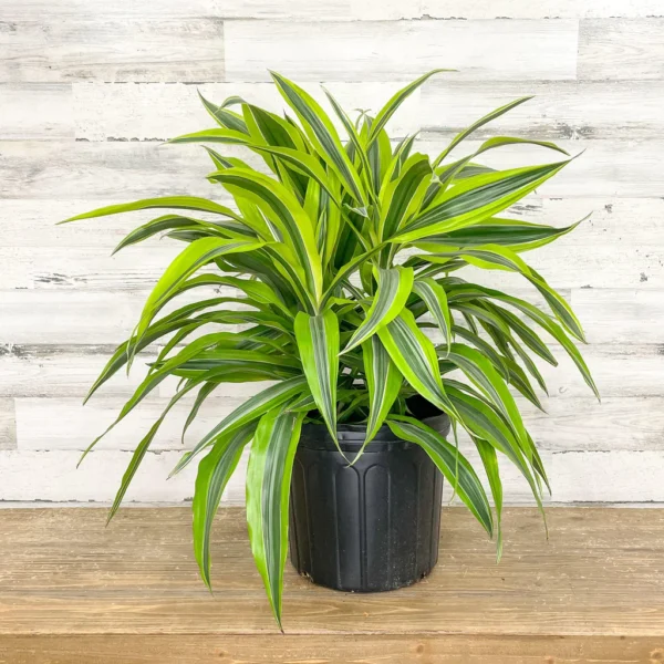 Dracaena