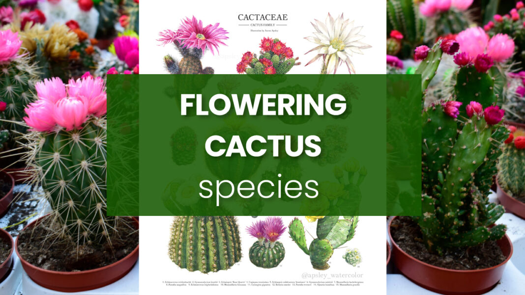 Flowering-cantus-species