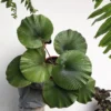 Licuala cordata