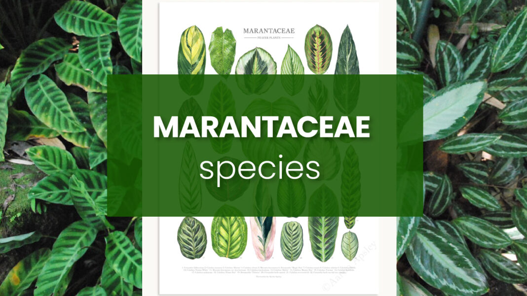 Marantaceae species