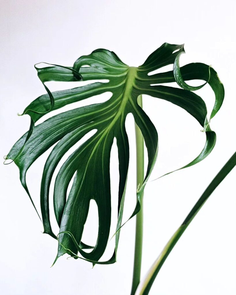 Monstera Deliciosa Sport Unniiae