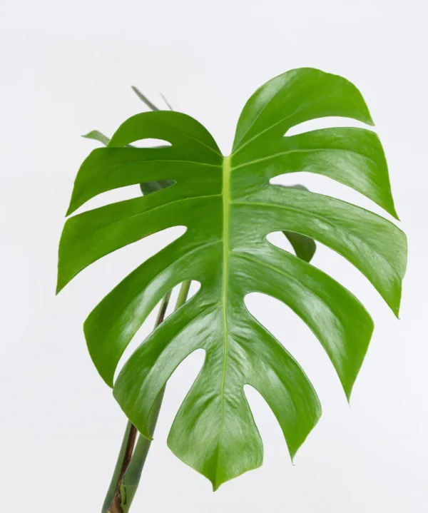 Trầu bà lá xẻ Nam mỹ (Monstera)