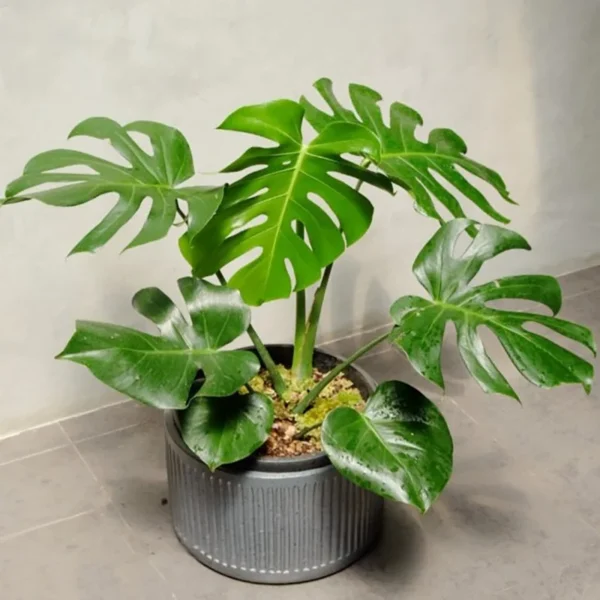 Monstera borsigiana