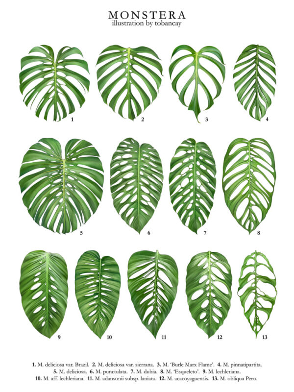 Monstera species