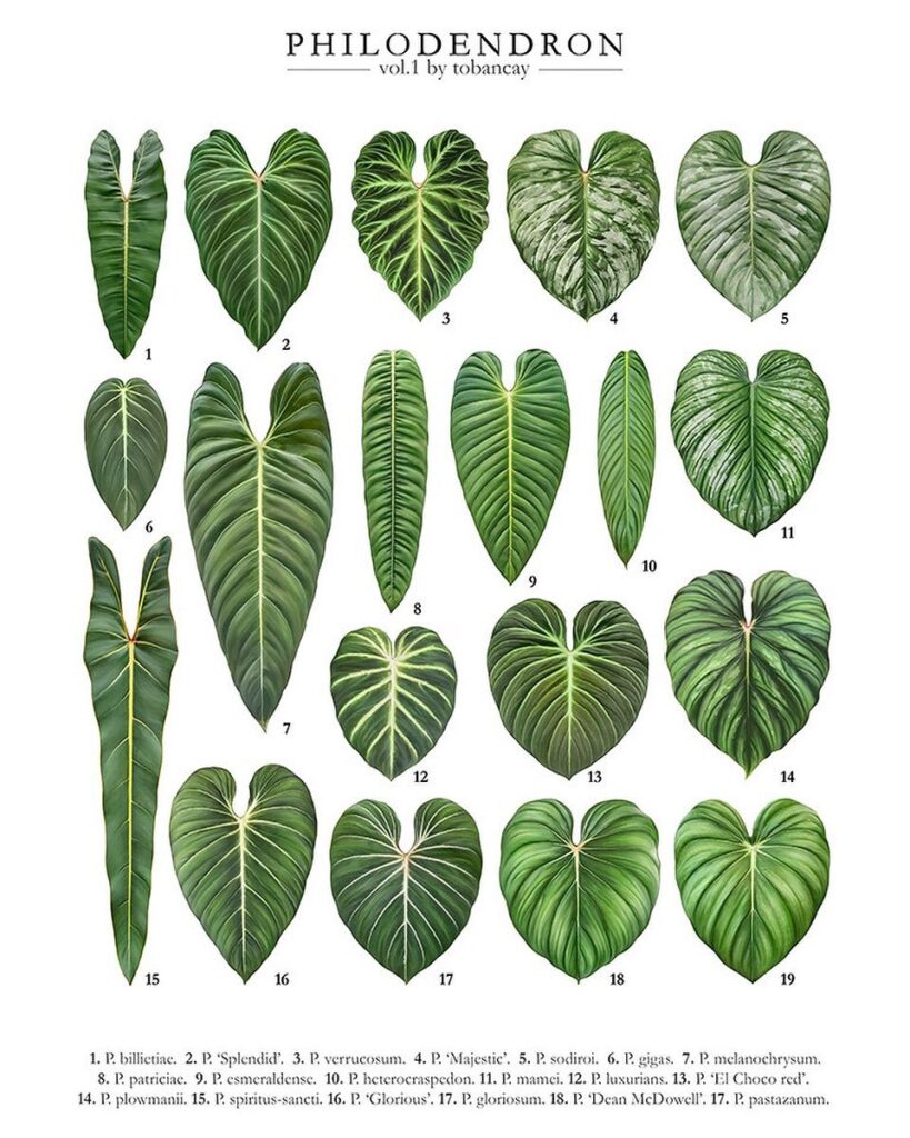 Philodendron Species