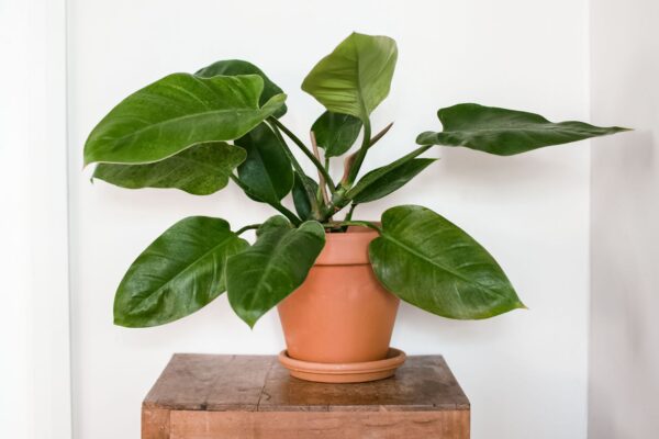 Philodendron erubescens