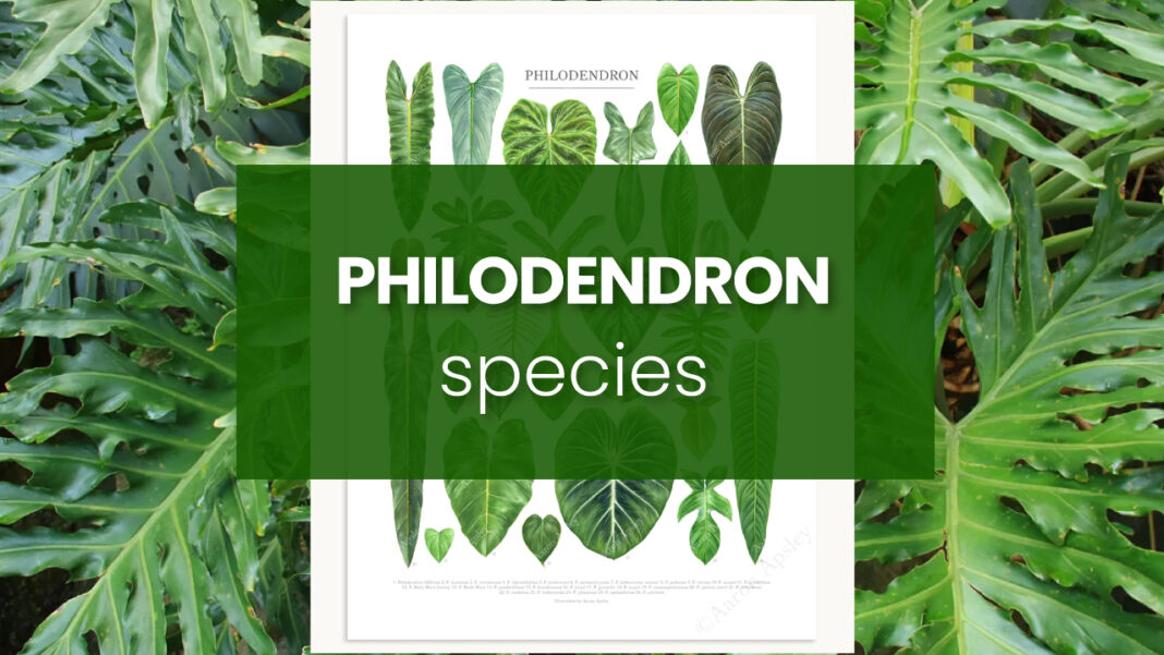 Philodendron-species