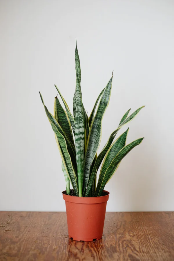 Lưỡi hổ (Sansevieria)