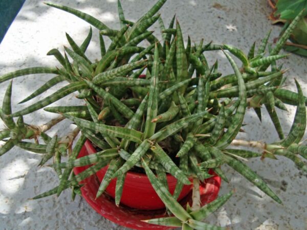 Sansevieria Ballyi