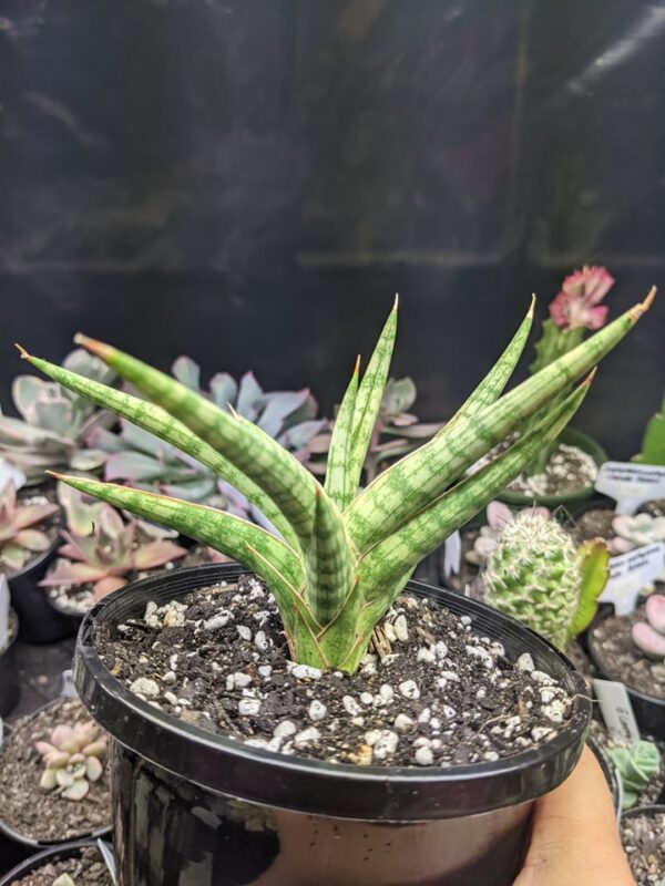 Sansevieria Ballyi