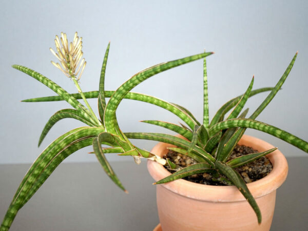 Sansevieria Ballyi