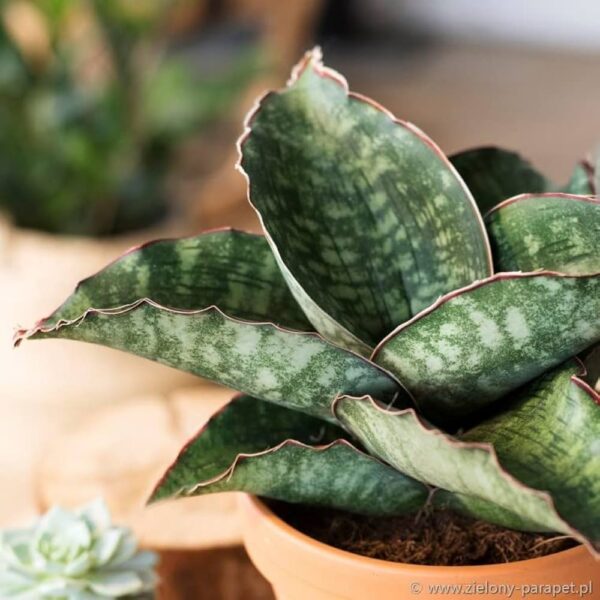 Sansevieria dragon wings