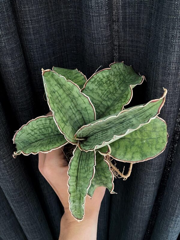 Sansevieria dragon wings