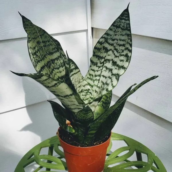 sansevieria robusta