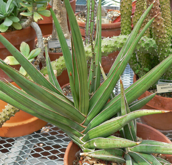 Sansevieria Hanningtonii