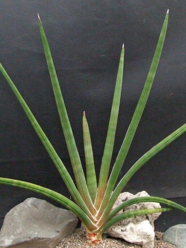 Sansevieria Pearsonii