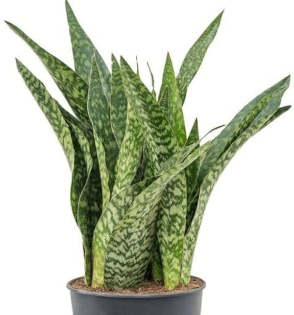 Sansevieria aubrytiana