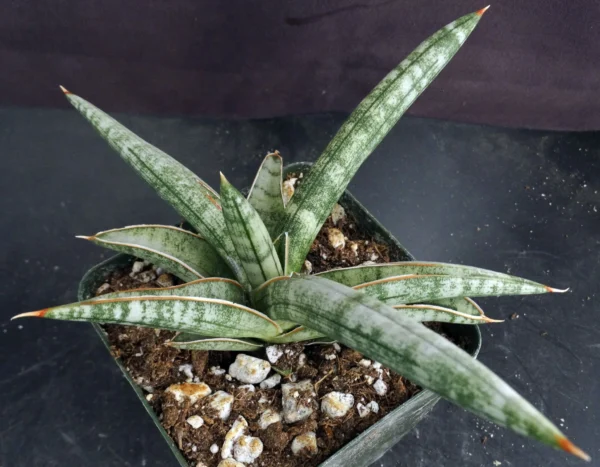 Sansevieria fischeri