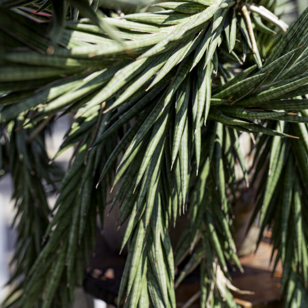 Sansevieria francisii