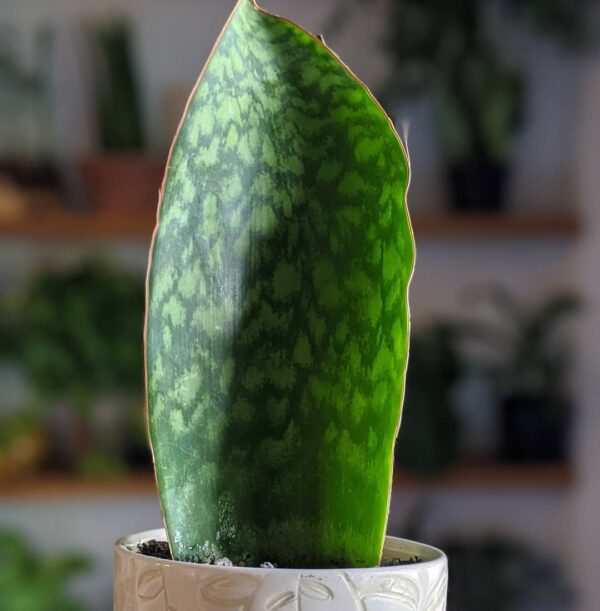 sansevieria masoniana