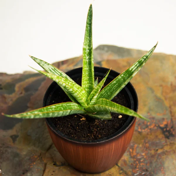 Sansevieria parva 'Kenya Hyacinth'