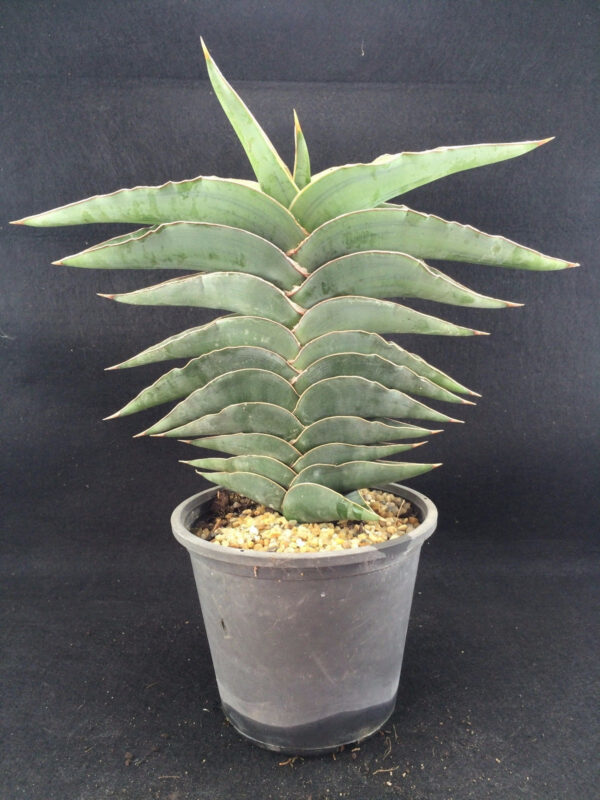 Sansevieria powellii