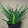 Sansevieria suffruticosa