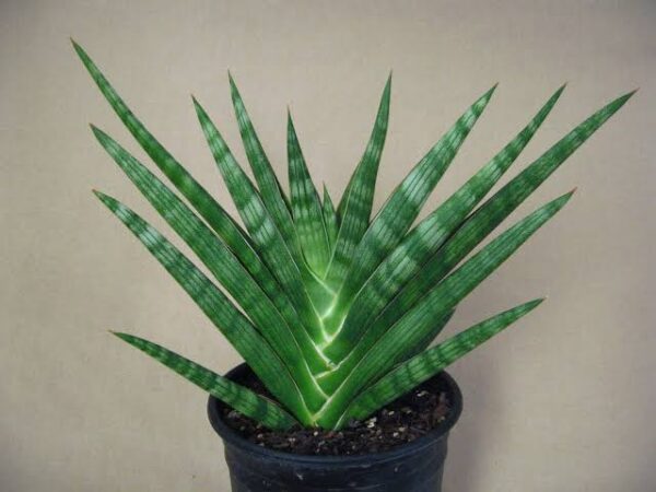 Sansevieria suffruticosa