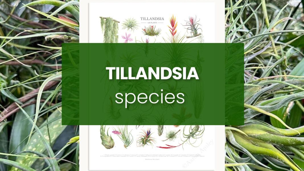 Tillandsia-species