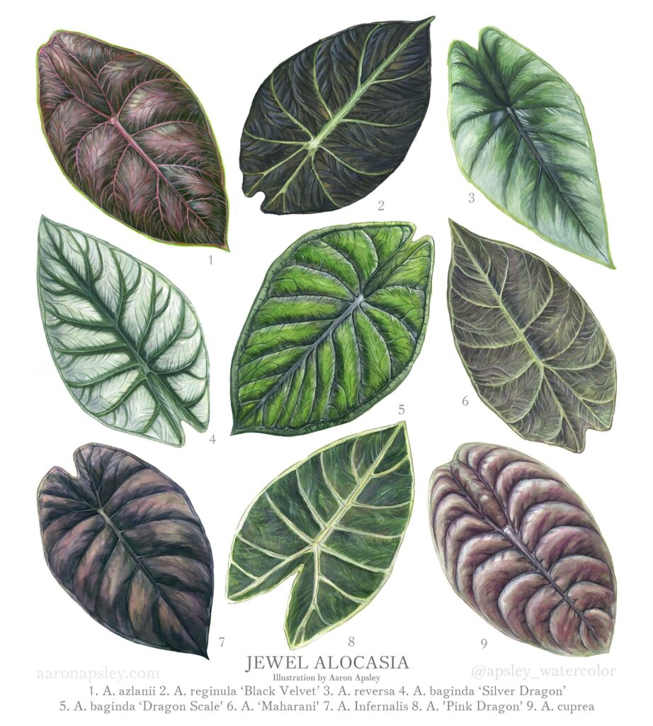 Alocasia species