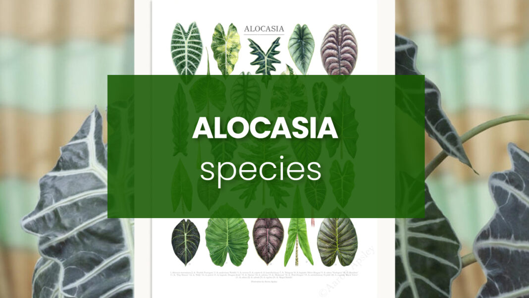 ALOCASIA species