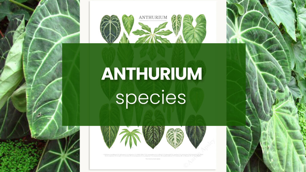 Anthurium Species 