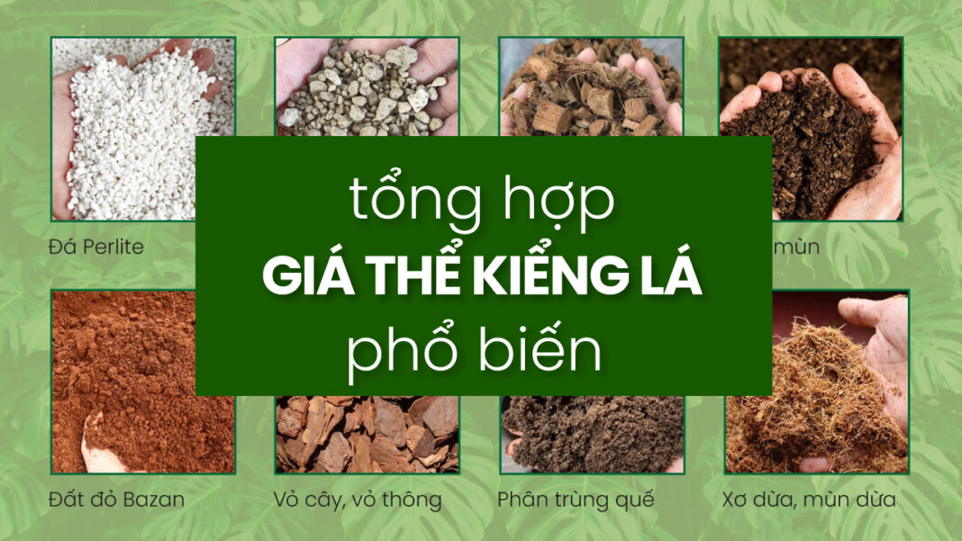 giá-thể-trồng-kiểng-lá